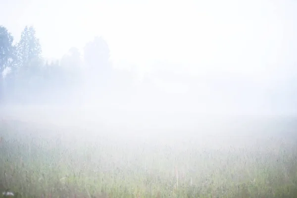 Nebel Auf Dem Feld Abendliche Natur Sommer Mit Weißem Nebel — Stockfoto