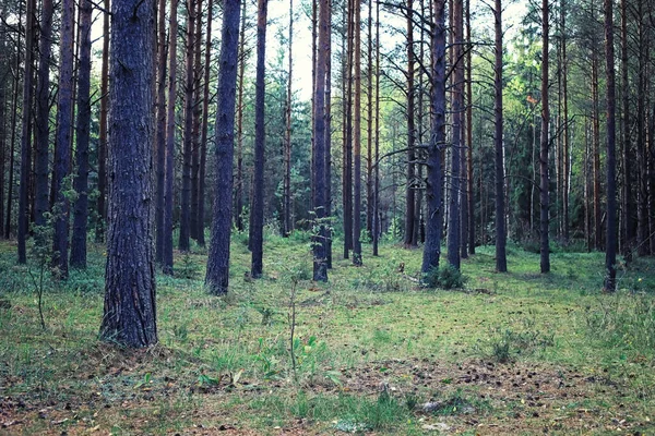 Verdes Brillantes Primavera Amanecer Bosque Naturaleza Cobra Vida Principios Primavera —  Fotos de Stock