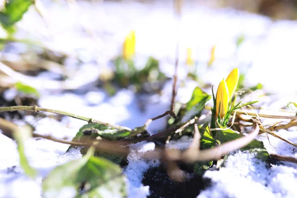 Voorjaarsbloemen Witte Krokus Sneeuwklokjes Zonnestralen Witte Gele Krokussen Het Land — Stockfoto