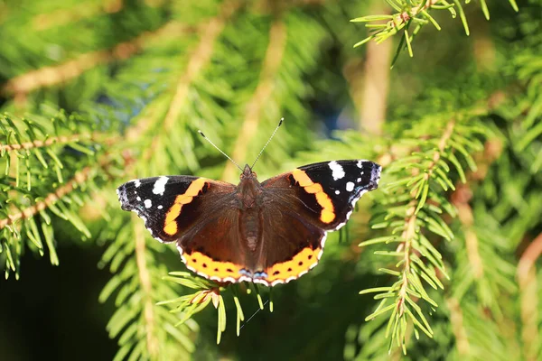 Des Papillons Sur Arbre Papillons Nectar Jus Bouleau Des Papillons — Photo