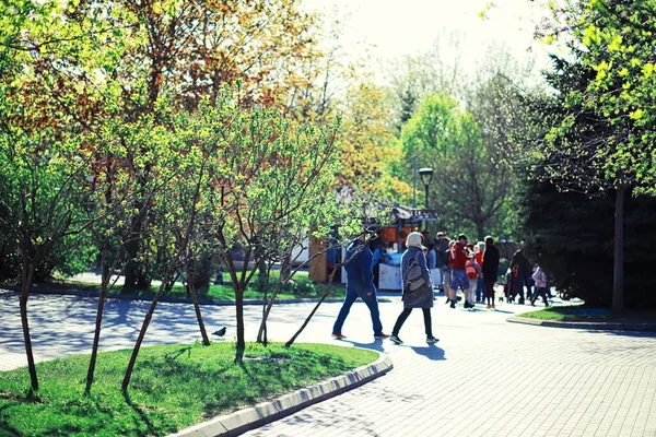 Ljusa Vårgreener Gryningen Skogen Naturen Vaknar Till Liv Tidigt Våren — Stockfoto