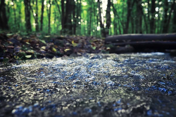 Strălucitoare Verdeață Primăvară Zori Pădure Natura Prinde Viață Începutul Primăverii — Fotografie, imagine de stoc