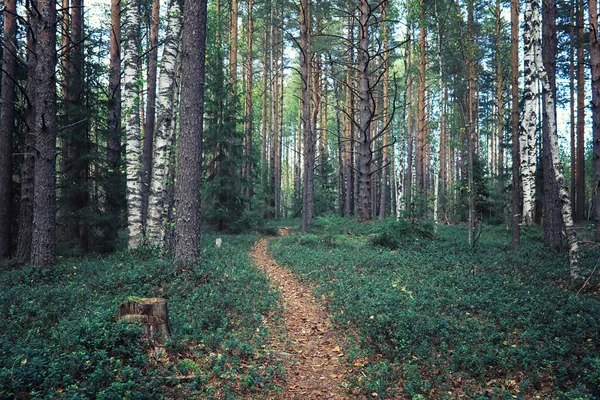 Verdes Brillantes Primavera Amanecer Bosque Naturaleza Cobra Vida Principios Primavera — Foto de Stock