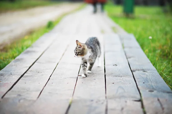 Lindo Gatito Gris Acostado Suelo Cemento Bokeh Backgroun — Foto de Stock