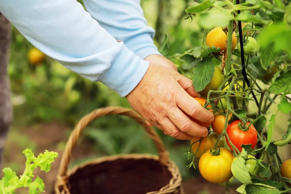Petani Organik Yang Bahagia Memanen Tomat Rumah Kaca Petani Tangan — Stok Foto
