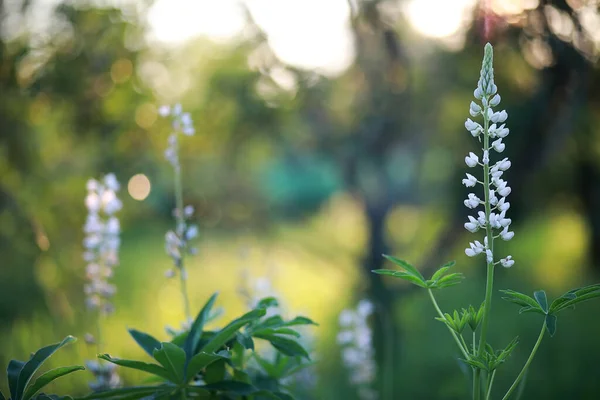 野生の花 緑の草原の春に小さな花 — ストック写真