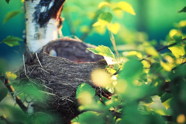 Helles Frühlingsgrün Der Morgendämmerung Wald Die Natur Erwacht Zeitigen Frühling — Stockfoto