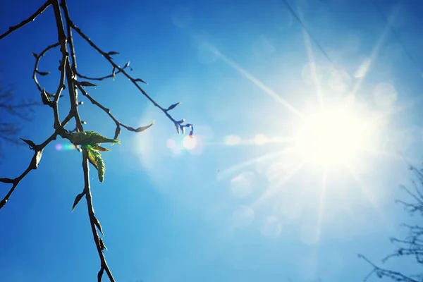 Verduras Primavera Brilhantes Amanhecer Floresta Natureza Ganha Vida Início Primavera — Fotografia de Stock