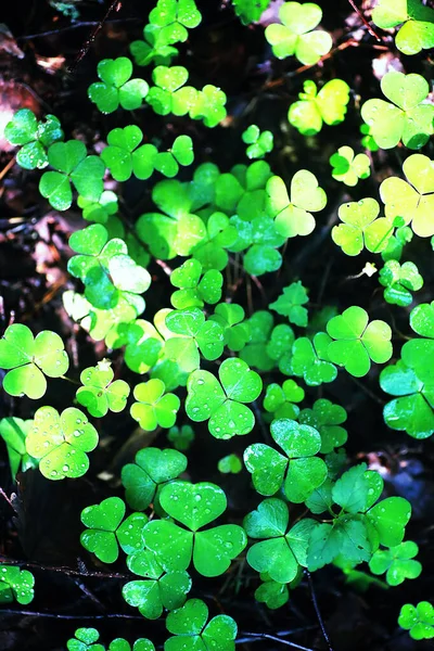 Achtergrond Van Plantenklaver Vier Blad Iers Traditioneel Symbool Sint Patrick — Stockfoto