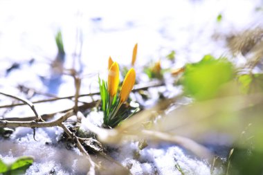 Bahar çiçekleri, beyaz crocus kar damlaları güneş ışınları. Baharda kırsalda beyaz ve sarı timsahlar. Taze neşeli bitkiler çiçek açtı. Genç filizler.