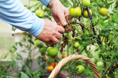 Mutlu organik çiftçiler serada domates topluyor. Taze biçilmiş domatesli çiftçi elleri. Taze biçilmiş domatesler ellerinde. Genç kız organik yeşil sağlıklı yiyecekleri tutuyor. Kadın elleri domates tutuyor..