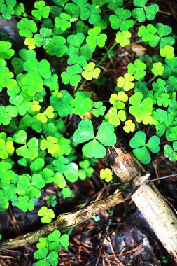 Dört yapraklı yonca arkaplanı. Geleneksel İrlanda sembolü. Aziz Patrick Günü.