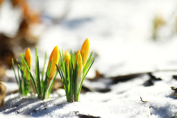 Voorjaarsbloemen Witte Krokus Sneeuwklokjes Zonnestralen Witte Gele Krokussen Het Land — Stockfoto