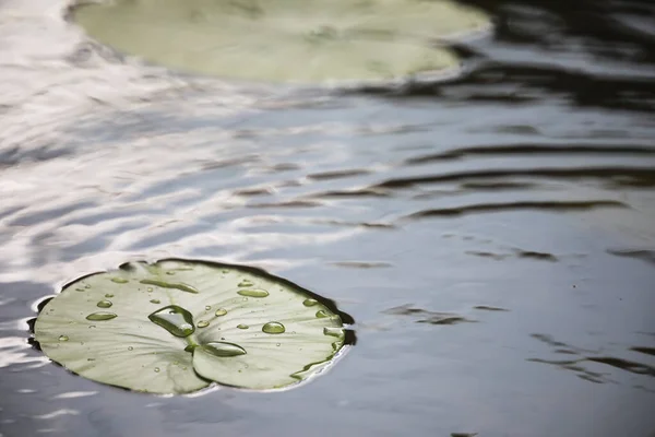 Kacsamaggal Mocsári Növényekkel Vízililiomokkal Victoria Amazonica Liliomokkal — Stock Fotó