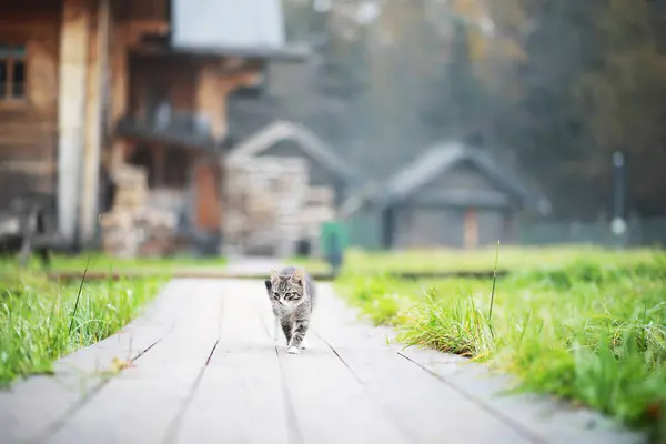 Lindo Gatito Gris Acostado Suelo Cemento Bokeh Backgroun — Foto de Stock