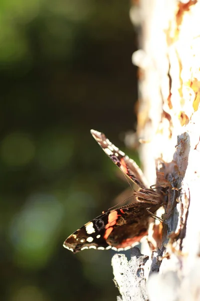 Vlinders Een Boom Vlinders Nectar Berkensap Vlinders Het Bos Natuur — Stockfoto