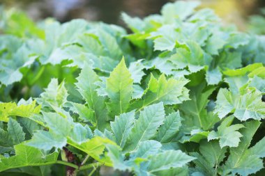 Ördek otu, bataklık bitkileri, nilüferler ve zambaklarla dolu bir gölet.