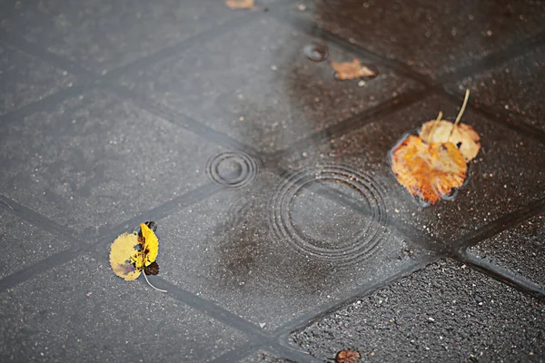 Lluvia Otoño Parque Durante —  Fotos de Stock