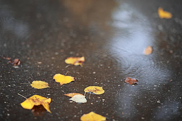 Φθινοπωρινή Βροχή Στο Πάρκο Κατά Διάρκεια Της — Φωτογραφία Αρχείου
