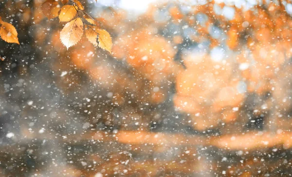 Herfst Park Dagen Van Eerste Sno — Stockfoto