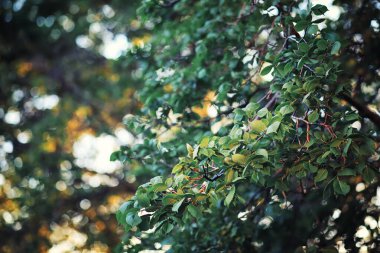 Parlak bahar, şafakta ormanda yeşilleniyor. Doğa ilkbaharın başlarında canlanır..