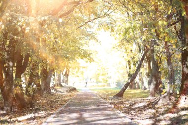Gündüz vakti parkta sonbahar yağmuru