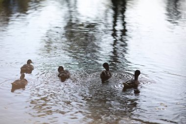 Güneşli bir günde bir kuş gölde dinlenir. Su zambakları arka planda sallanıyor..