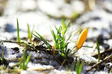 Bahar çiçekleri, beyaz crocus kar damlaları güneş ışınları. Baharda kırsalda beyaz ve sarı timsahlar. Taze neşeli bitkiler çiçek açtı. Genç filizler.