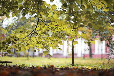 Da sırasında parkta Sonbahar yağmuru