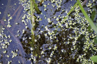Parlak bahar, şafakta ormanda yeşilleniyor. Doğa ilkbaharın başlarında canlanır..