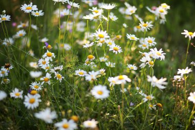 Yabani çiçek. Yeşil çayır pınarındaki küçük çiçekler.