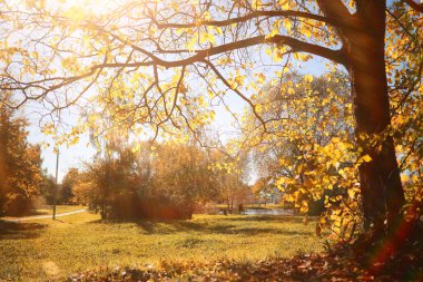 Gündüz vakti parkta sonbahar yağmuru