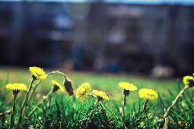 Parlak bahar, şafakta ormanda yeşilleniyor. Doğa ilkbaharın başlarında canlanır..