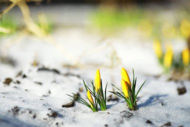 Bahar çiçekleri, beyaz crocus kar damlaları güneş ışınları. Baharda kırsalda beyaz ve sarı timsahlar. Taze neşeli bitkiler çiçek açtı. Genç filizler.