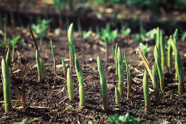 Verduras Primavera Brilhantes Amanhecer Floresta Natureza Ganha Vida Início Primavera — Fotografia de Stock