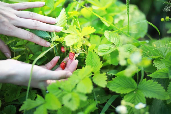Tangan Petani Memegang Tumbuh Organik Alami Matang Merah Strawberry Memeriksa — Stok Foto