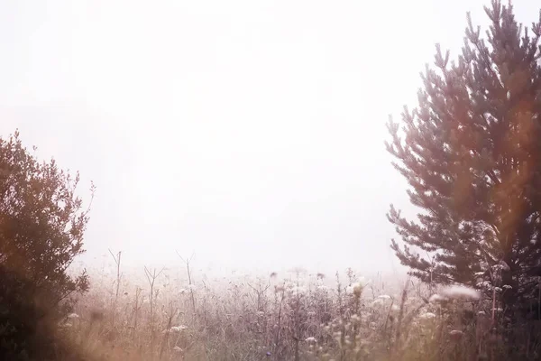 Mist Het Veld Avondnatuur Zomer Met Witte Mist — Stockfoto