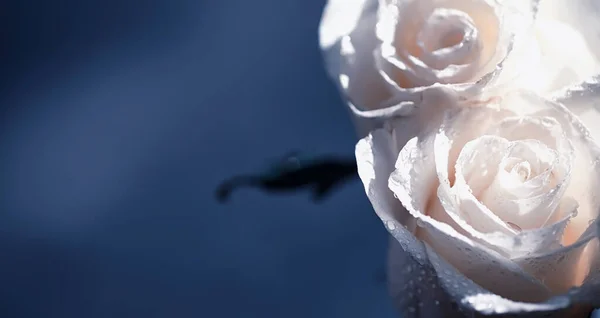 Купа Свіжих Квітів Подарунок Честь Коханої День Святого Валентина Роза — стокове фото