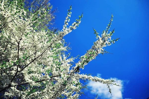 Verdes Brillantes Primavera Amanecer Bosque Naturaleza Cobra Vida Principios Primavera — Foto de Stock