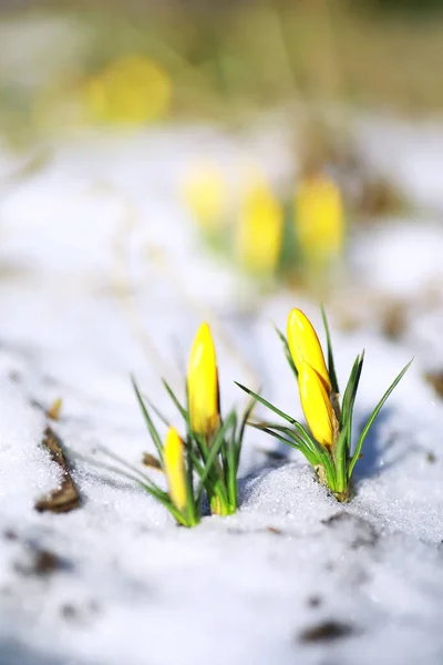 Spring Flowers White Crocus Snowdrops Sun Rays White Yellow Crocuses — Stock Photo, Image
