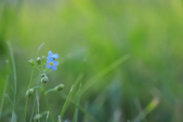 Flor Selvagem Pequenas Flores Uma Primavera Prado Verde — Fotografia de Stock