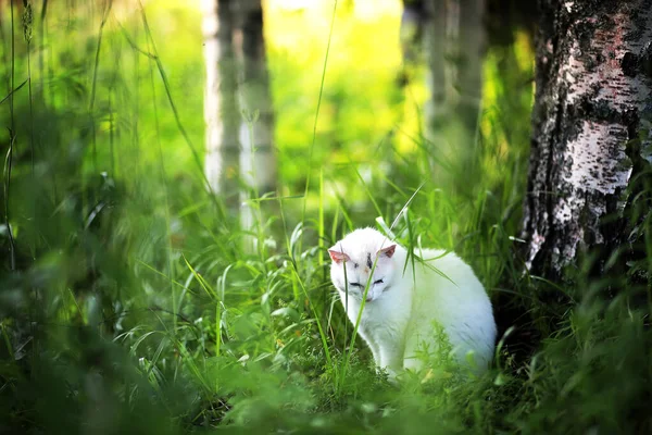 Retrato Gato Listrado Close Bonito Pequeno Gato Cinza Retrato Repouso — Fotografia de Stock