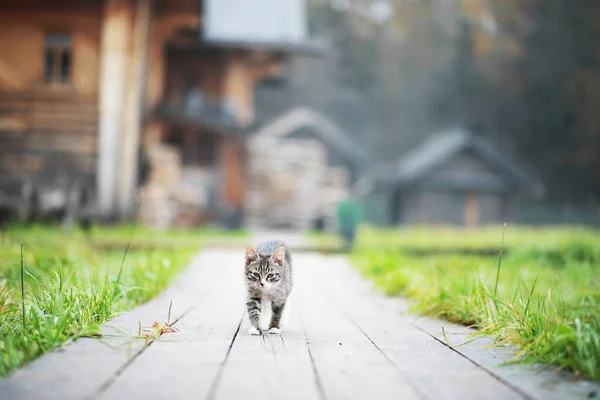 Lindo Gatito Gris Acostado Suelo Cemento Bokeh Backgroun — Foto de Stock