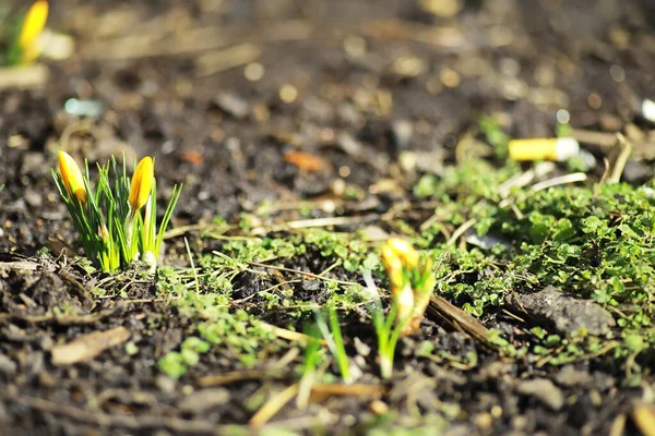 Witte Gele Krokussen Het Land Het Voorjaar Heldere Lentebloemen Verse — Stockfoto