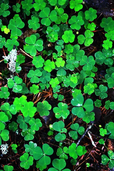 Pozadí Rostlinného Jetele Čtyři Listy Irský Tradiční Symbol Patrick Day — Stock fotografie