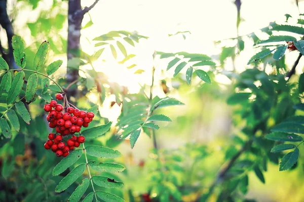 Helles Frühlingsgrün Der Morgendämmerung Wald Die Natur Erwacht Zeitigen Frühling — Stockfoto