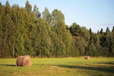 Parlak bahar, şafakta ormanda yeşilleniyor. Doğa ilkbaharın başlarında canlanır..