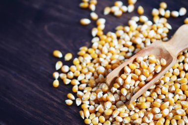 Bir grup sarı çiğ mısır taneleri tatlı mısır. Tahıl tohumları malzeme altın mısır çekirdeği. Ahşap masa olgun patlamış mısır arka planı.