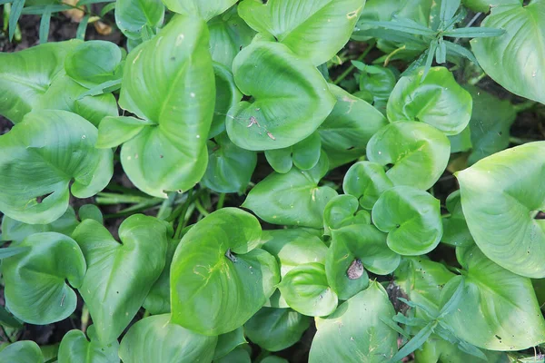 Vert Printanier Lumineux Aube Dans Forêt Nature Prend Vie Début — Photo