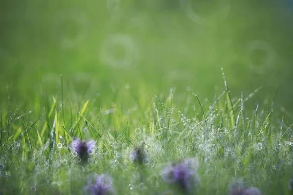 Wildblume Kleine Blumen Auf Einer Grünen Wiese Frühling — Stockfoto